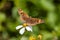 Butterflies Up Close: Southern Mangrove Buckeye in Stunning Detail