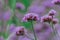 Butterflies on Verbena are blooming