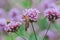 Butterflies on Verbena are blooming