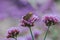 Butterflies on Verbena are blooming