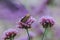 Butterflies on Verbena are blooming