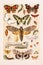 Butterflies. Vintage butterfly illustration. Natural History. Zoological Chart. Ca1890