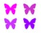 Butterflies violet purple ornament isolated on white background object element