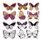 Butterflies wild insect set. Arthropod animals. Vector illustration