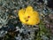 Butterflies on yellow flowers, best background flowers.