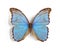 Butterfliy Morpho didius