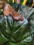 The butterfly above perches on the taro leaf outdoor