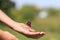 butterfly Admiral crawling on girl`s hand in spring Pa