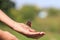 butterfly Admiral crawling on hand girl in summer gard