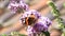 Butterfly Admiral on lilac, Vanessa atalanta