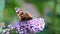 butterfly Admiral on purple flower lilac