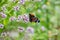 Butterfly admiral sucks nectar on thyme, sunny day