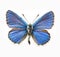 Butterfly - Adonis Blue