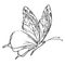 Butterfly Adult Coloring Book Black White Sketch Cartoon