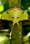 Butterfly African Moon Moth. Shallow DOF