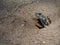 Butterfly agama or Small-scaled or Ground lizard in the burrow on the sand