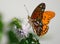 Butterfly (Agraulis Vanillae)