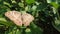 Butterfly alight in the kale leaves