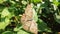 Butterfly alight in the kale leaves