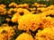 A butterfly alighted on a Orange Marigold, Orange flowers