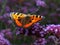 Butterfly alighting with outstretched wings on purple flowers