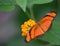 butterfly alone orange and black laid in color on a green leaf
