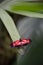butterfly alone red white and black laid in color in summer on a green leaf