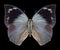 Butterfly Anaea lineata