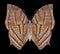 Butterfly Anaea philumena