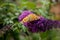 Butterfly on Anise Hyssop Flowers