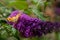 Butterfly on Anise Hyssop Flowers