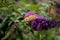 Butterfly on Anise Hyssop Flowers