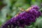 Butterfly on Anise Hyssop Flowers