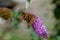 Butterfly on Anise Hyssop Flowers