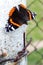 butterfly with antennae sits near the wire