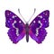 Butterfly Apatura iris vector