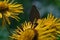 Butterfly Aphantopus hyperantus on the flower Inula helenium