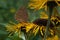 Butterfly Aphantopus hyperantus on the flower Inula helenium