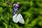 Butterfly Aporia crataegi. Field flower.