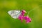 Ð° butterfly Aporia cratagi on a field flower on a summer day in a forest glade