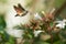 Butterfly approaching a flower