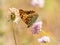 Butterfly Argynnis pandorain spring season