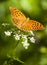 Butterfly (argynnis paphia)