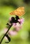 Butterfly (argynnis paphia)