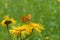 Butterfly Argynnis paphia on the flower Inula heleniumButterfly Argynnis paphia on the flower Inula helenium