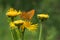 Butterfly Argynnis paphia on the flower Inula heleniumButterfly Argynnis paphia on the flower Inula helenium