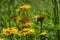 Butterfly Argynnis paphia on the flower Inula heleniumButterfly Argynnis paphia on the flower Inula helenium