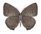 Butterfly Arhopala sp. underside