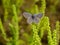 Butterfly Aricia anteros basks on a plant