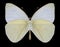 Butterfly Ascia monuste phileta female underside